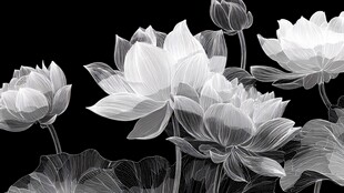 黑白水墨风盛放荷花图