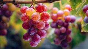 一串饱满诱人的成熟葡萄