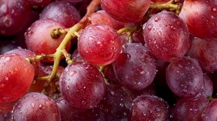 新鲜带水珠的红葡萄串