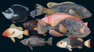 多彩斑斓的海洋鱼类集合