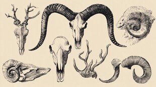 动物头骨与角的手绘集合