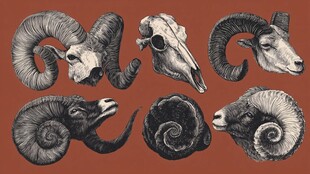 羊头骨与羊头插画集合