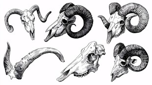 羊头骨插画集合