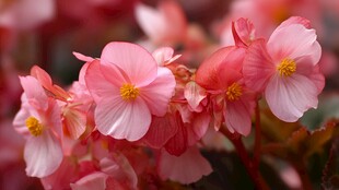 娇艳粉色秋海棠绽放