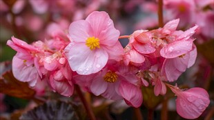 娇艳粉色秋海棠花朵特写