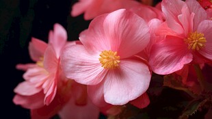 娇艳粉色秋海棠花绽放