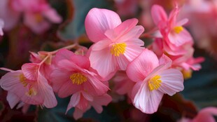 娇艳粉色秋海棠花绽放