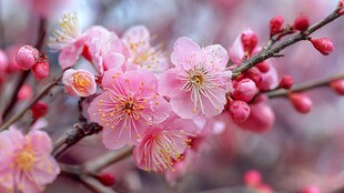 娇艳绽放的粉嫩梅花枝