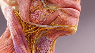 颈部肌肉与神经解剖示意图