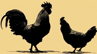 公鸡母鸡剪影图