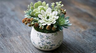 精致多肉盆栽摆于木桌