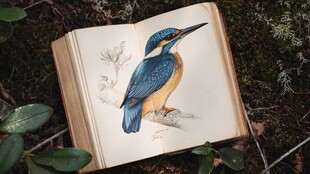 书中翠鸟图 自然之美呈现