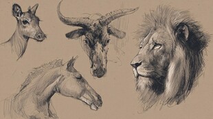 动物头部素描合集