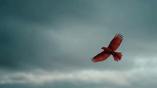 红鸟翱翔于阴沉天际