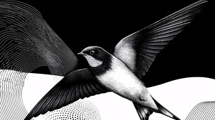 飞翔的燕子 黑白艺术图景