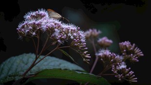 蝴蝶停驻紫色花卉之上