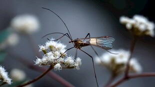 停留在白花上的长脚昆虫