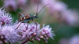 绿甲虫栖于紫花之上