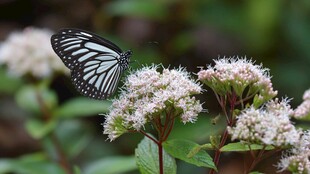 蝴蝶停驻于簇簇白花之上