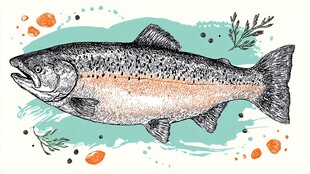 手绘三文鱼插画