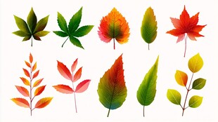 多彩秋叶集合