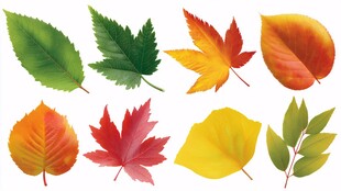 多彩秋叶集合
