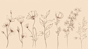 手绘花卉线条插画集合