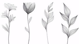 手绘花卉枝叶线条插画