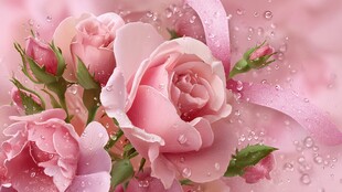 粉润玫瑰带露尽显柔美