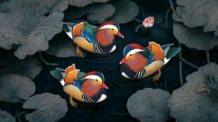 荷塘中嬉戏的多彩鸳鸯