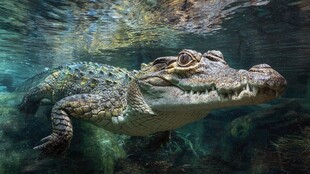 水中潜行的凶猛鳄鱼