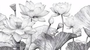 黑白素描荷花荷叶图景
