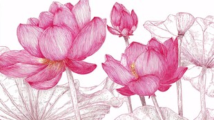 手绘粉色荷花花卉图案