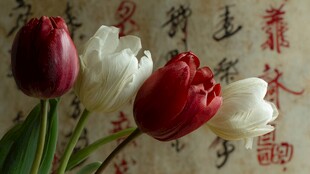 中式背景下的红白郁金香