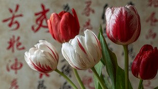 中式背景下的红白郁金香