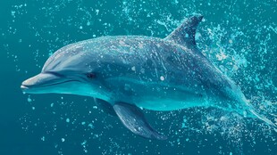 海豚在蓝色海水中畅游