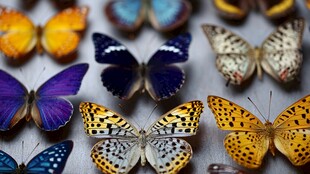 多彩蝴蝶标本展示