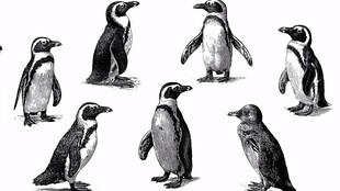 黑白手绘企鹅姿态集合