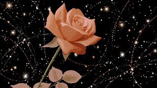 梦幻星空下的柔美粉玫瑰