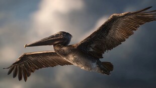 翱翔天际的鹈鹕