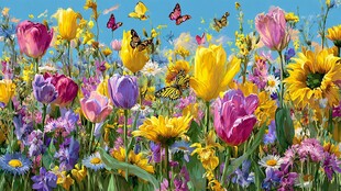 春日花海蝴蝶飞舞美景