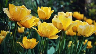 黄色郁金香绽放的美丽