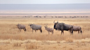 草原上的角马与羚羊群