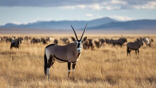 草原上的羚羊群与独羚