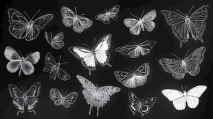 黑白手绘蝴蝶图案集合