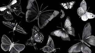 黑白蝴蝶集合图案设计