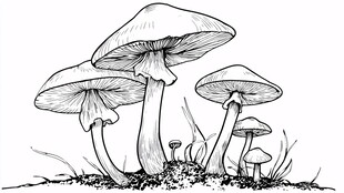 手绘蘑菇群插画