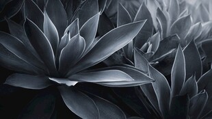 黑白质感下的多肉植物