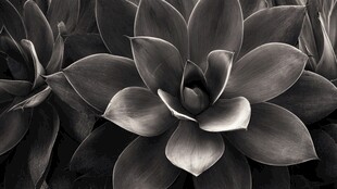 黑白多肉植物特写