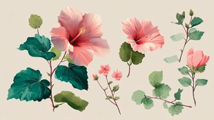 粉色木槿花卉植物插画